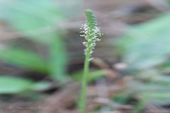 Plantago erosa
